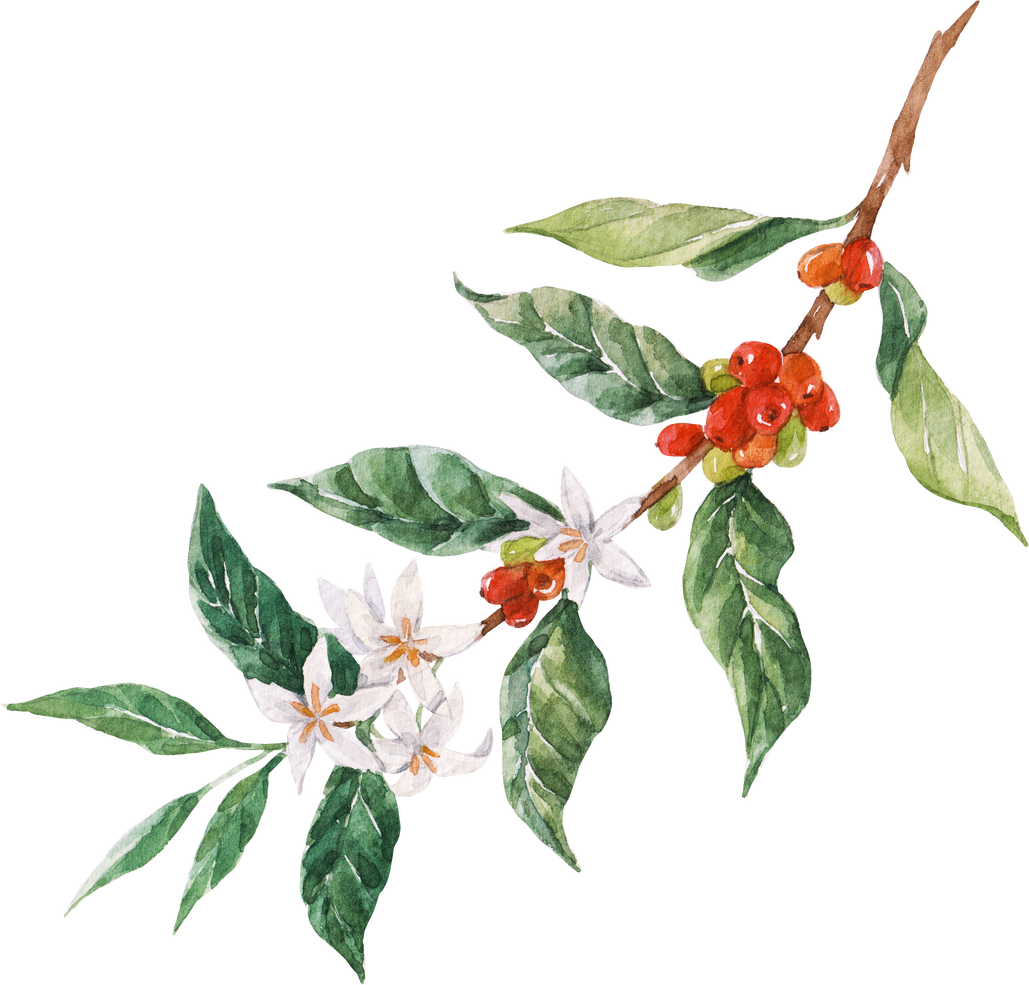 Coffee plant branch PNG illustration